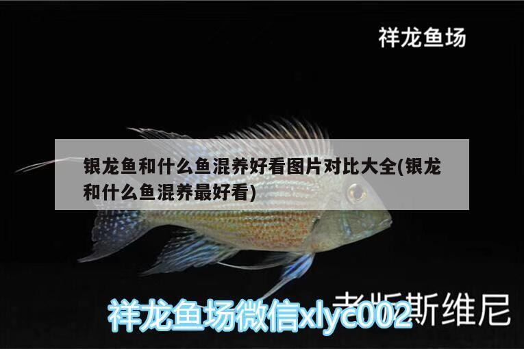 銀龍魚和什么魚混養好看圖片對比大全(銀龍和什么魚混養最好看)