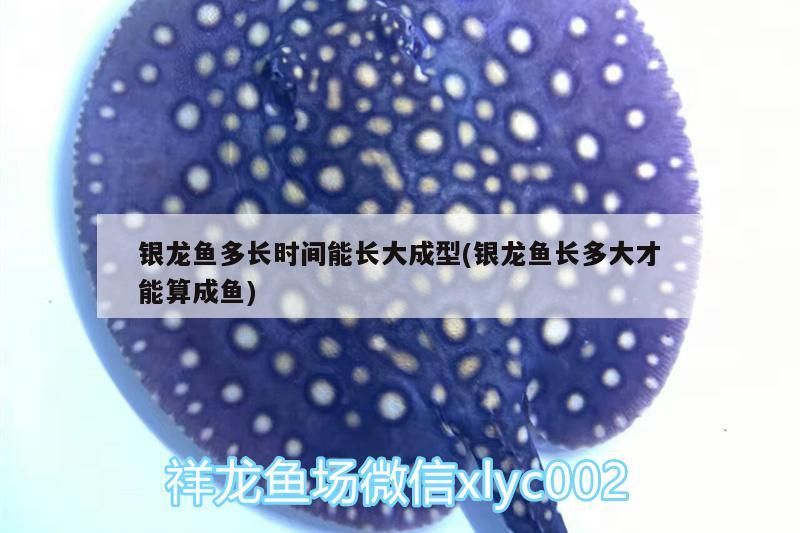 銀龍魚多長時間能長大成型(銀龍魚長多大才能算成魚) 銀龍魚多長時間能長大成型(銀龍魚長多大才能算成魚) 銀龍魚百科