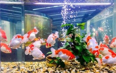大魚缸養金魚幾條最好旺財：養金魚的數量應該是多少？