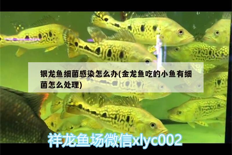 銀龍魚細菌感染怎么辦(金龍魚吃的小魚有細菌怎么處理)