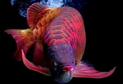紅龍魚和銀龍魚哪個貴一點：紅龍魚價格普遍高于銀龍魚的價格普遍高于銀龍魚