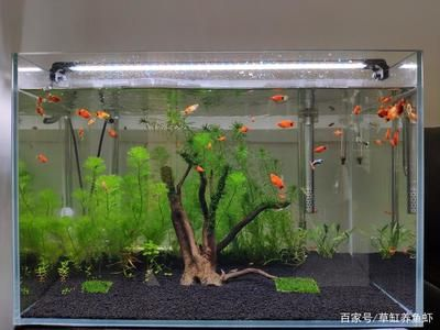 大魚缸怎么養水草：大魚缸養水草的一些關鍵步驟和注意事項