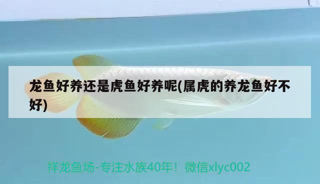 龍魚(yú)好養(yǎng)還是虎魚(yú)好養(yǎng)呢(屬虎的養(yǎng)龍魚(yú)好不好)