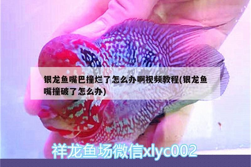 銀龍魚嘴巴撞爛了怎么辦啊視頻教程(銀龍魚嘴撞破了怎么辦)