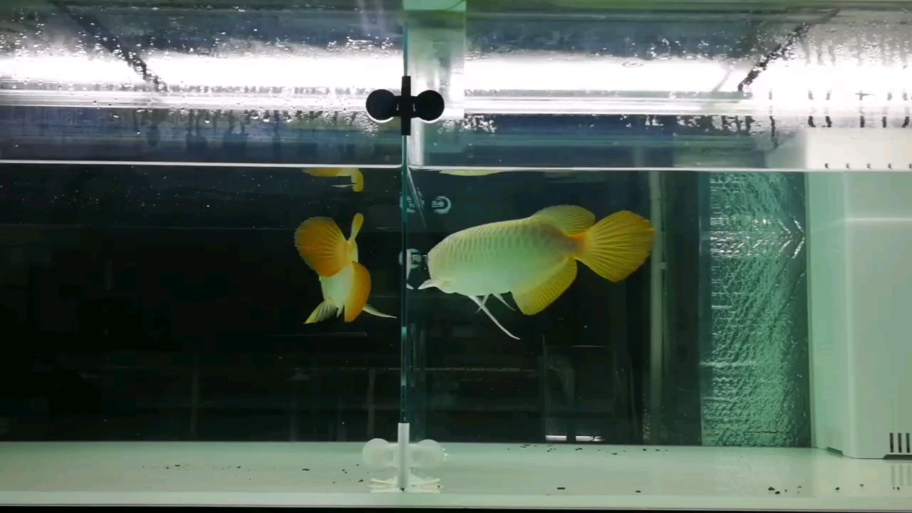 雙星閃耀
