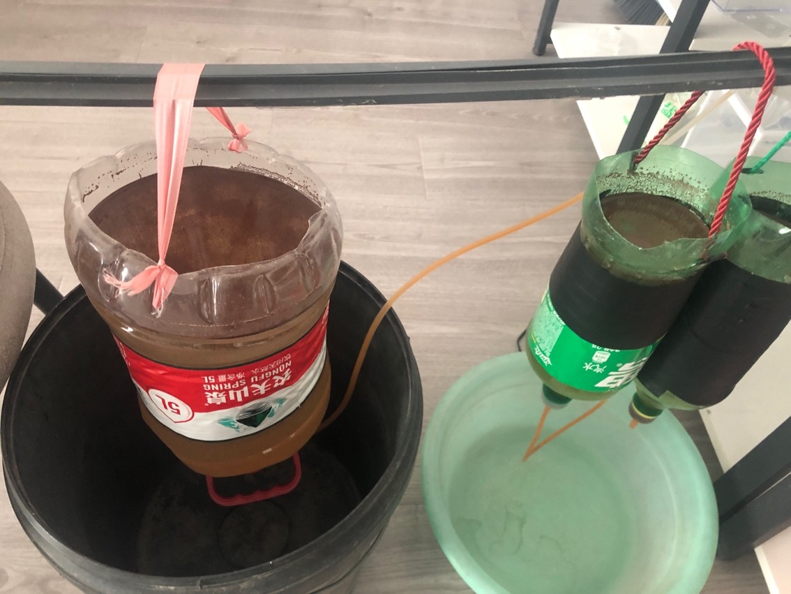 虎魚天天黑來點(diǎn)赤瞳黃金 收蝦啦 龍魚論壇 收蝦啦 收蝦啦 龍魚論壇