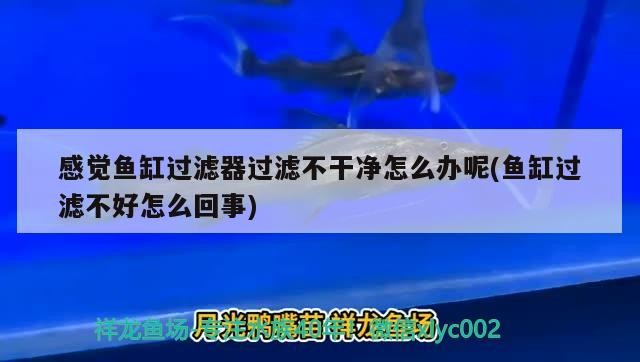 感覺魚缸過濾器過濾不干凈怎么辦呢(魚缸過濾不好怎么回事)
