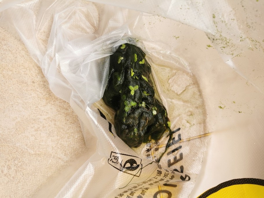 青苔