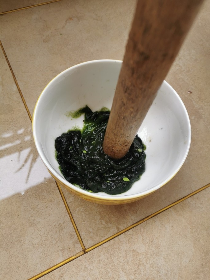 青苔
