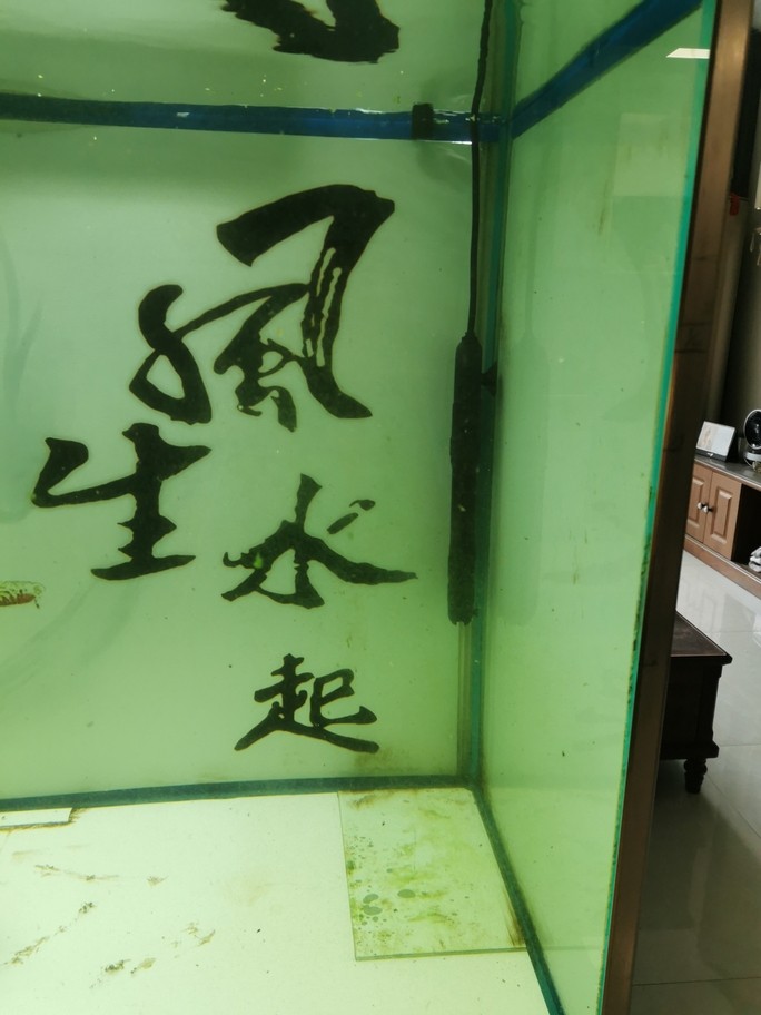 青苔