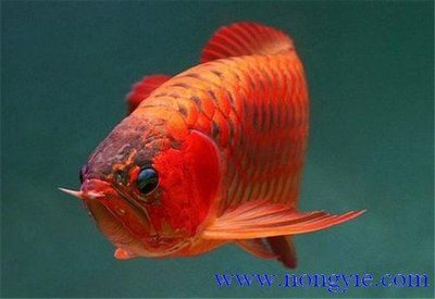 紅龍魚搭配什么魚好養：關于紅龍魚混養的建議
