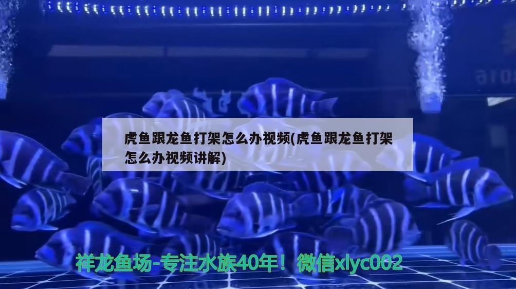 虎魚跟龍魚打架怎么辦視頻(虎魚跟龍魚打架怎么辦視頻講解)
