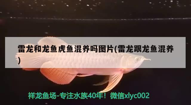 雷龍和龍魚虎魚混養嗎圖片(雷龍跟龍魚混養)
