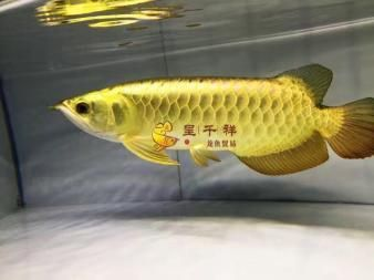 印尼小紅龍疾病預防方法：印尼小紅龍魚常見疾病預防治療印尼小紅龍魚疾病及防治方法