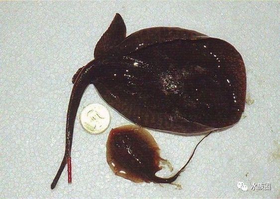 魟魚人工飼料營養成分分析，魟魚人工飼料的具體營養成分