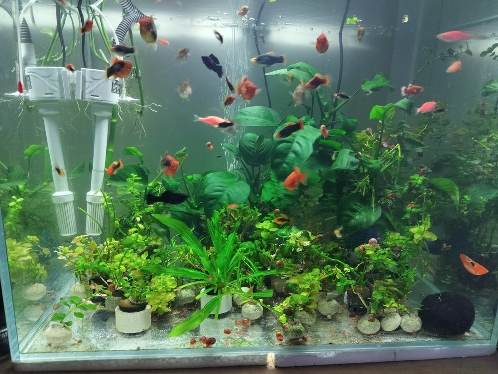 換水后感覺真清晰