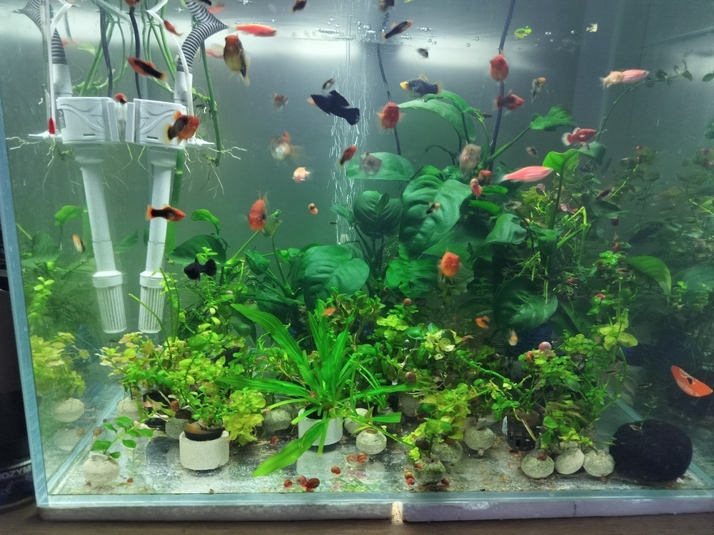 換水后感覺真清晰
