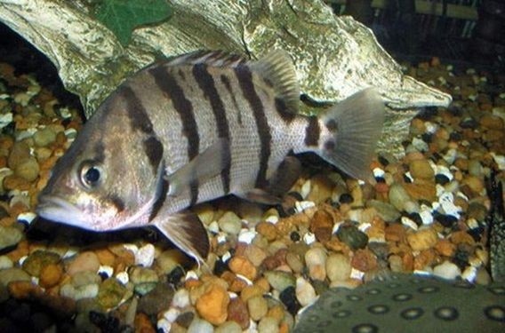 銀虎魚