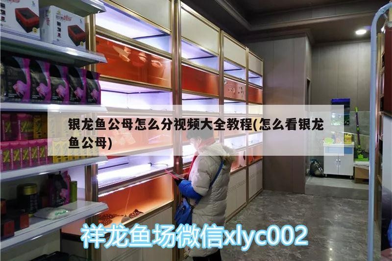 銀龍魚公母怎么分視頻大全教程(怎么看銀龍魚公母)