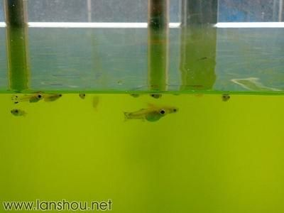 玻璃魚缸開裂漏水怎么修復好：修復玻璃魚缸開裂漏水的方法