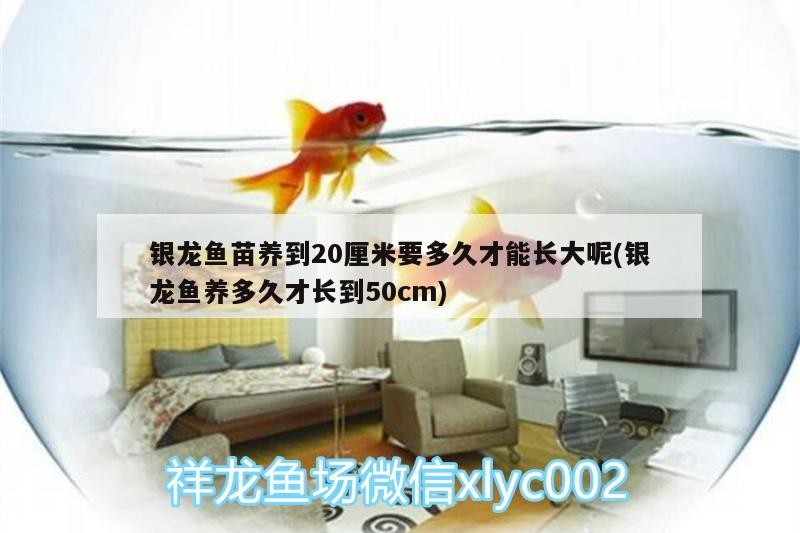 銀龍魚苗養到20厘米要多久才能長大呢(銀龍魚養多久才長到50cm)