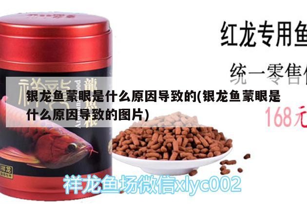 銀龍魚蒙眼是什么原因?qū)е碌?銀龍魚蒙眼是什么原因?qū)е碌膱D片)