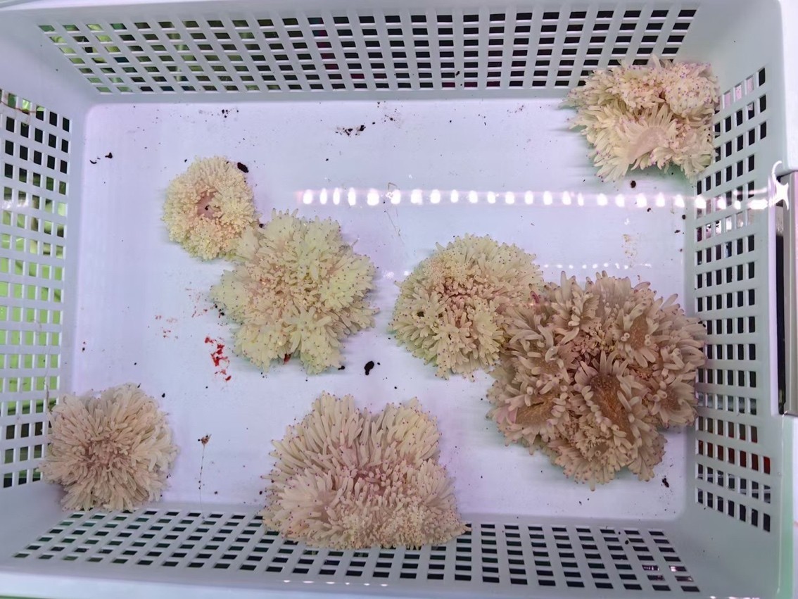 小丑魚的生物窩，海葵！
