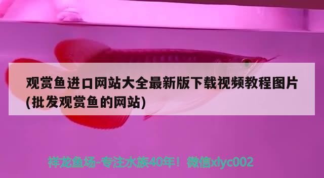 哪里有魚缸買便宜的（從哪里可以買到便宜的魚缸）
