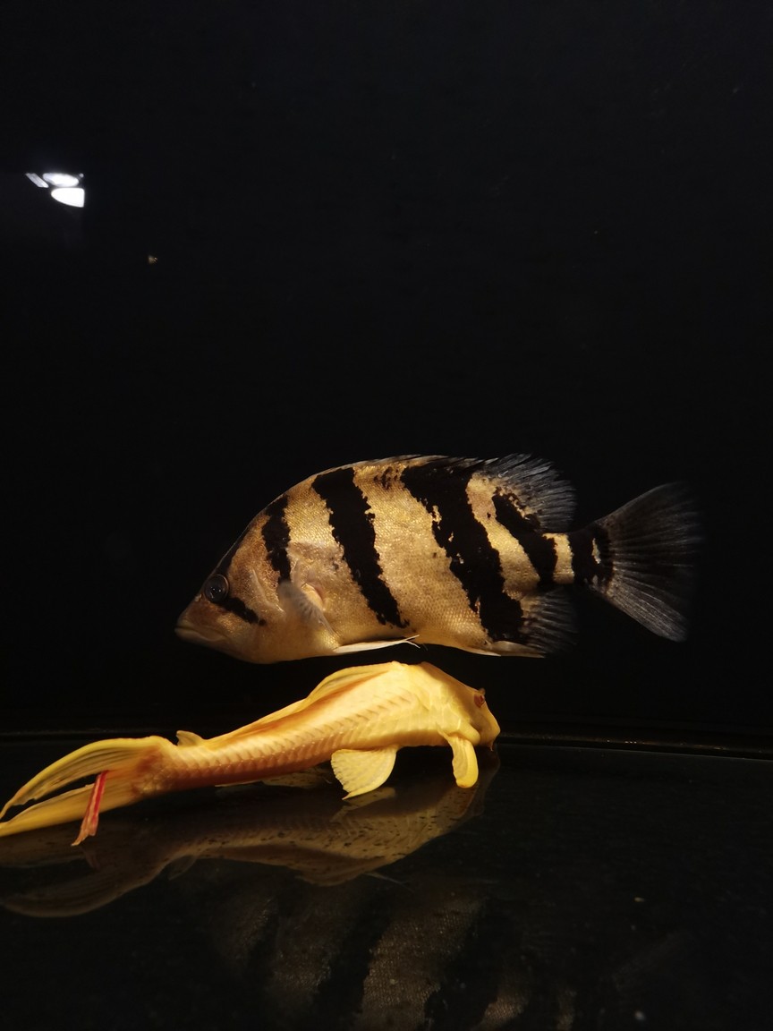 虎魚狀態(tài)不好 虎魚狀態(tài)不好 龍魚論壇 第1張