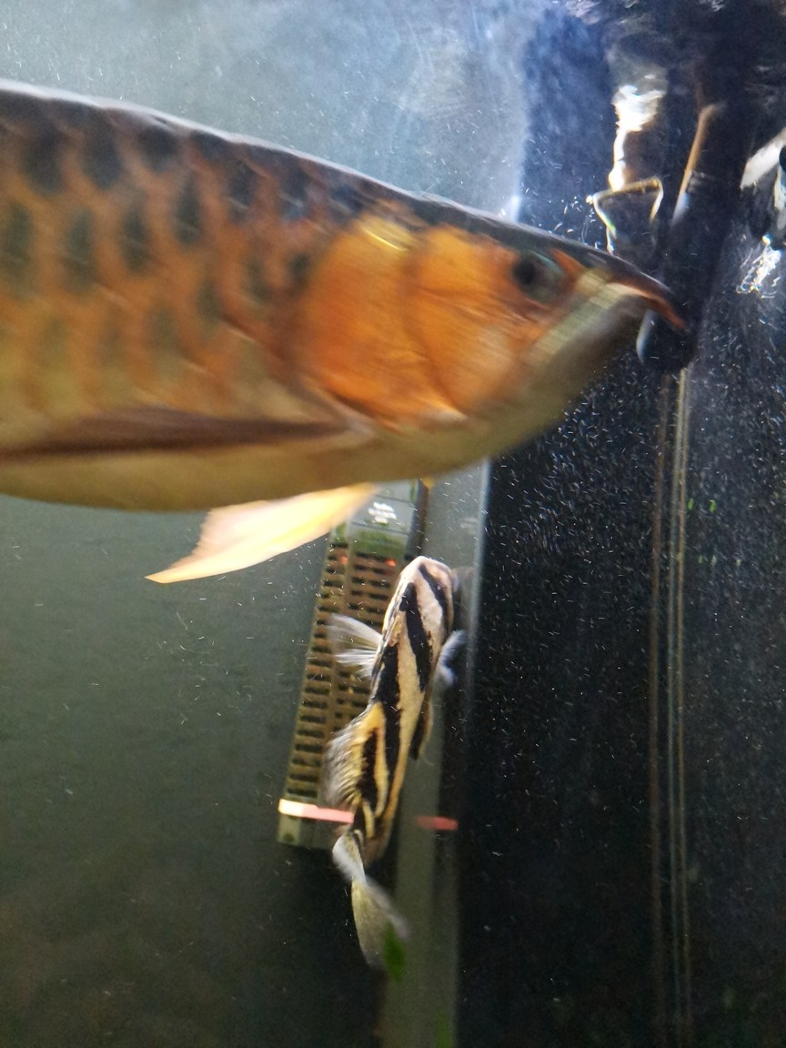 虎魚狀態(tài)不好 虎魚狀態(tài)不好 龍魚論壇 第3張