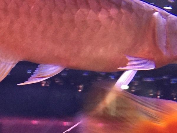 紅龍魚(yú)健康檢查方法：紅龍魚(yú)健康檢查方法和注意事項(xiàng)