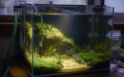 不需要換水的生態魚缸有哪些：生態魚缸的養護與注意事項