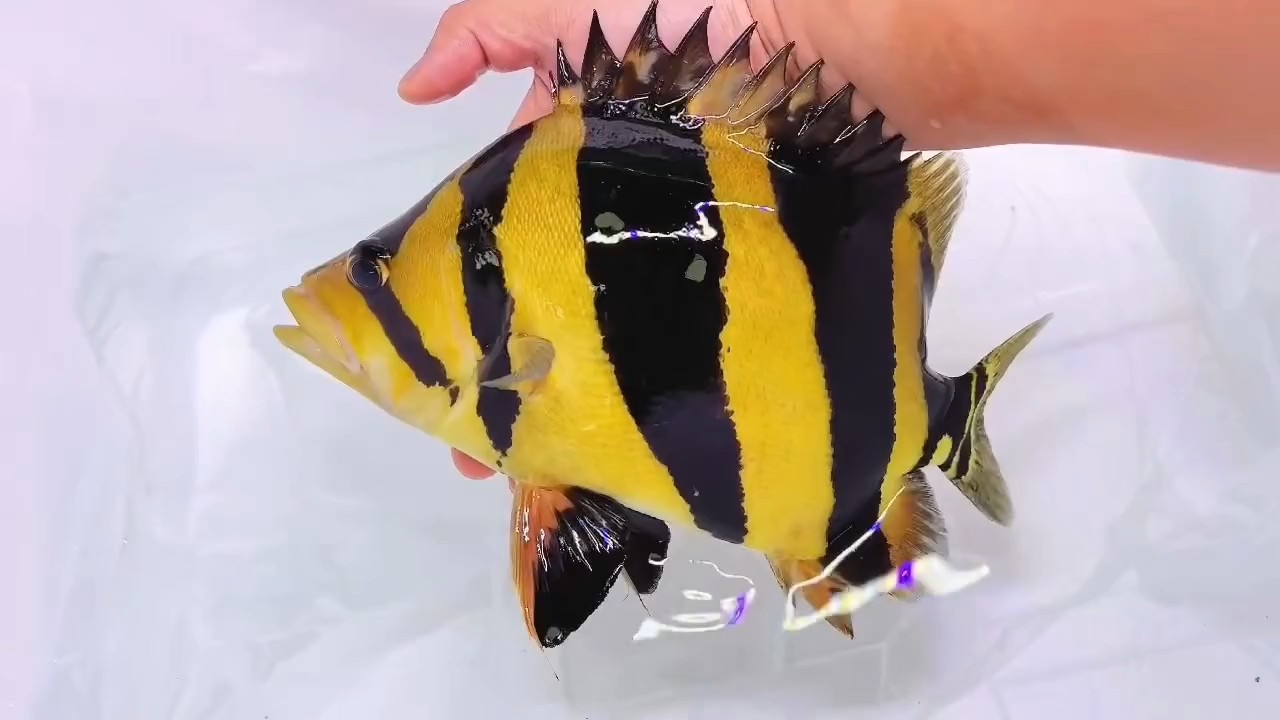 來個出水寫真