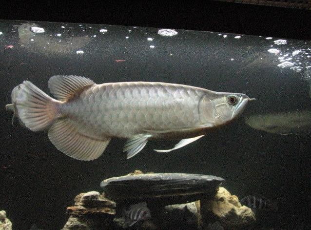 寶坻區發展龍魚養殖的挑戰有哪些，天津寶坻區發展龍魚養殖面臨多重系統性挑戰