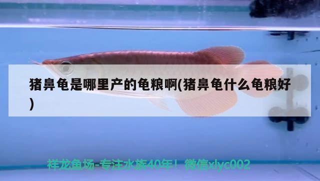 豬鼻龜是哪里產的龜糧啊(豬鼻龜什么龜糧好)