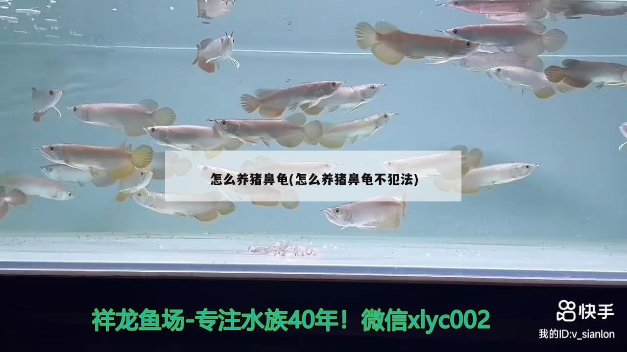 怎么養豬鼻龜(怎么養豬鼻龜不犯法)