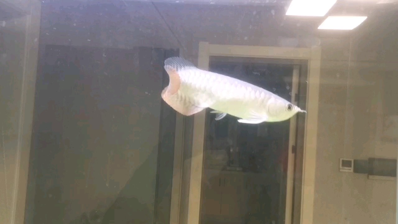 大家評價一下，才買的龍魚，不懂