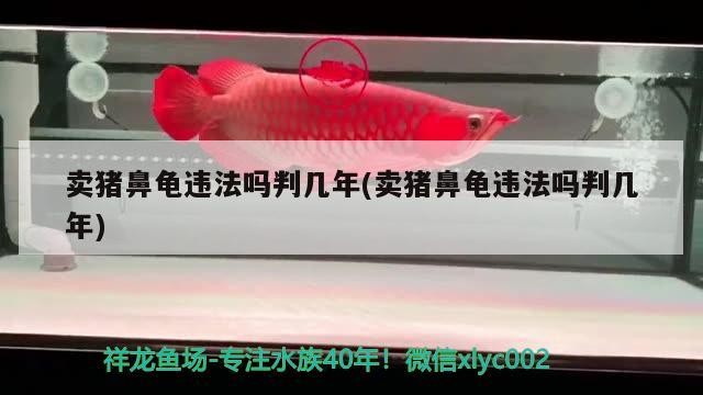 賣豬鼻龜違法嗎判幾年(賣豬鼻龜違法嗎判幾年)