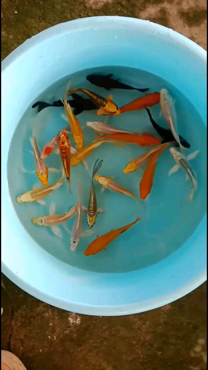 精品