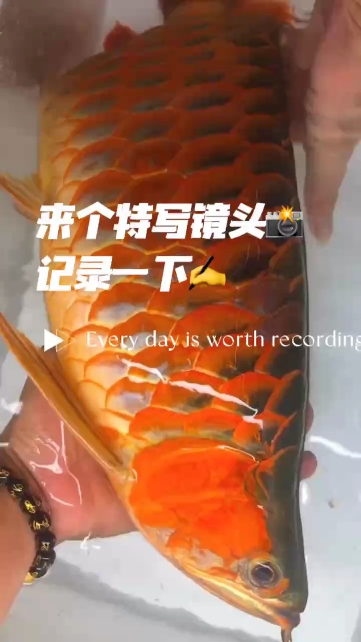 飛龍之上九重天