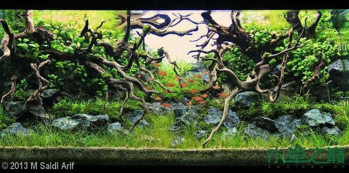 沉木魚缸造景大賽圖