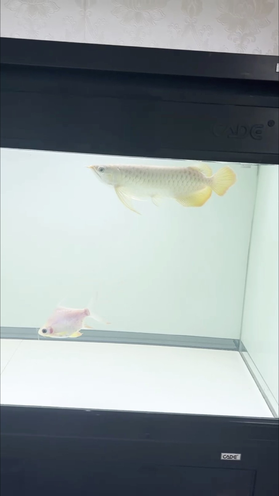 吃食跳出來了 吃食跳出來了 龍魚論壇