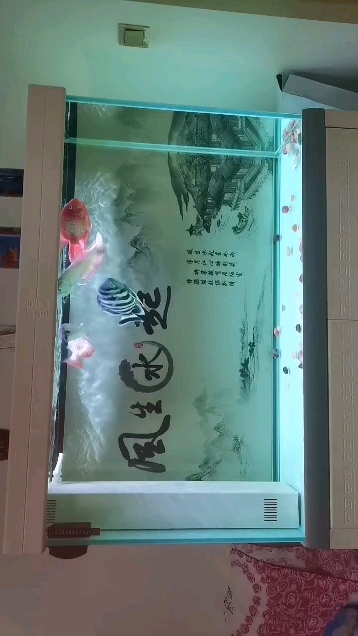 龍弟入缸兩個(gè)月整！