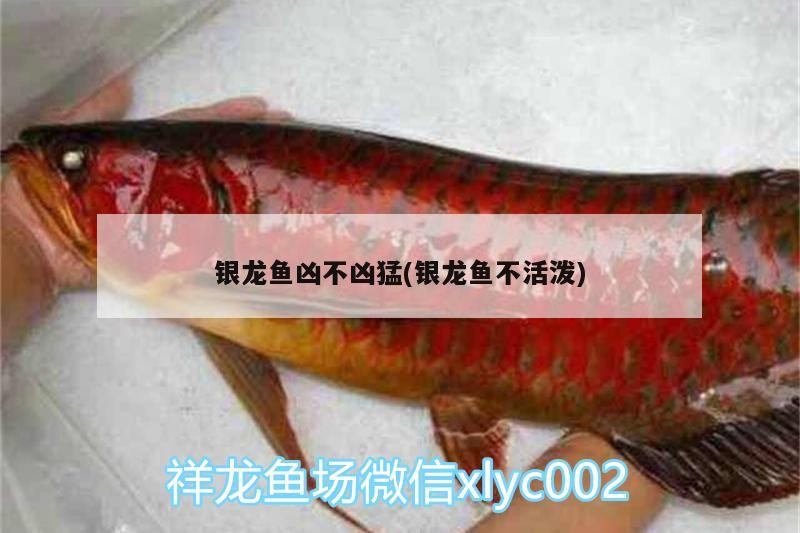 銀龍魚兇不兇猛(銀龍魚不活潑)