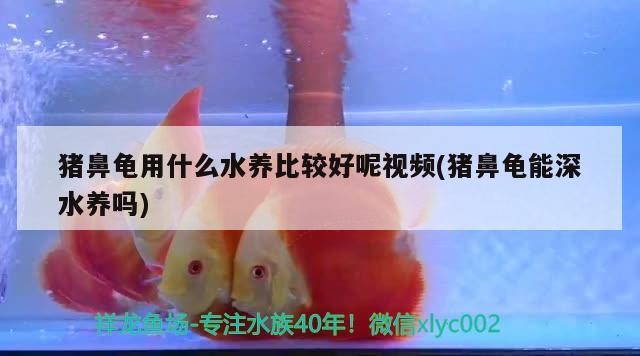 豬鼻龜用什么水養比較好呢視頻(豬鼻龜能深水養嗎)