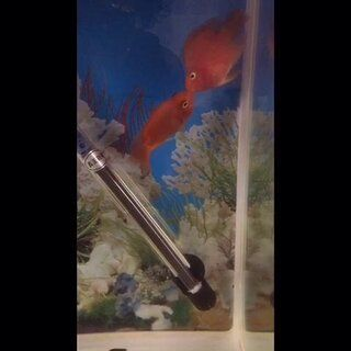 虎魚和鸚鵡魚混養怎么喂食視頻：虎魚和鸚鵡魚混養怎么喂食