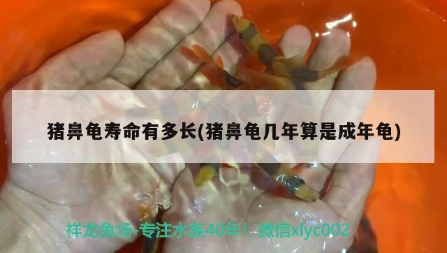 豬鼻龜壽命有多長(豬鼻龜幾年算是成年龜)