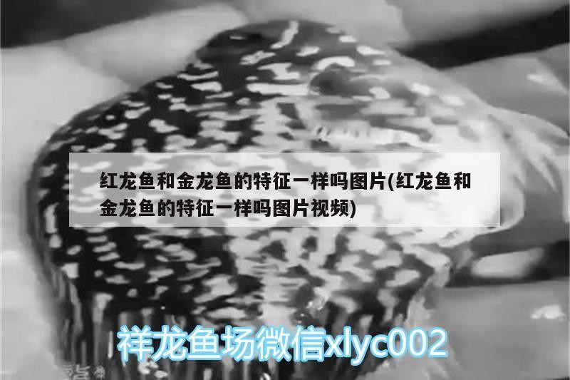 觀賞魚的種類及種類介紹，祥龍魚場觀賞魚價格多少錢，虎皮魚虎皮魚祥龍魚場對應的信息