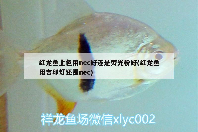 觀賞魚的種類及種類介紹，祥龍魚場觀賞魚價格多少錢，虎皮魚虎皮魚祥龍魚場對應的信息