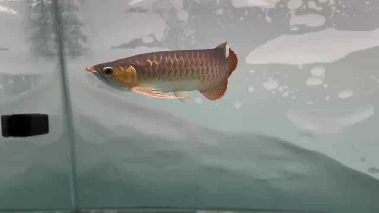 周末遛魚